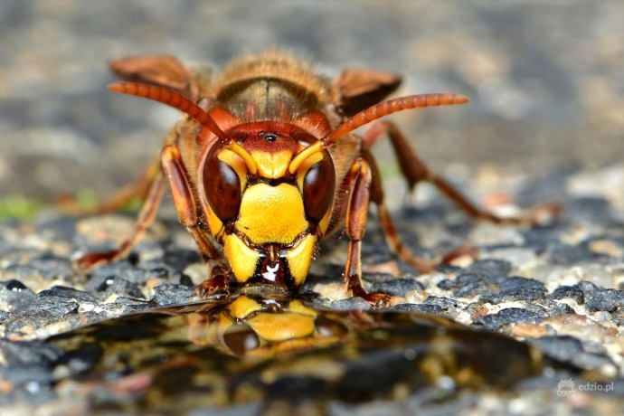 usuniecie-os-gniazda-szerszeni-tel-504-746-203-wroclaw-big-0