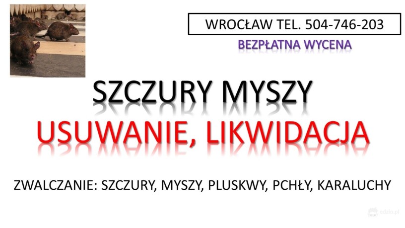 deratyzacja-na-szczury-tel-504-746-203-wroclaw-cennik-zwalczanie-big-1