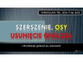 szerszenie-osy-usuniecie-gniazda-roju-tel-504-746-203-wroclaw-small-0
