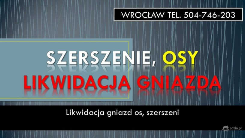 szerszenie-osy-usuniecie-gniazda-roju-tel-504-746-203-wroclaw-big-1
