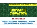 pielenie-i-usuwanie-chwastow-cennik-tel-504-746-203-wroclaw-pielegnacja-trawnika-small-2