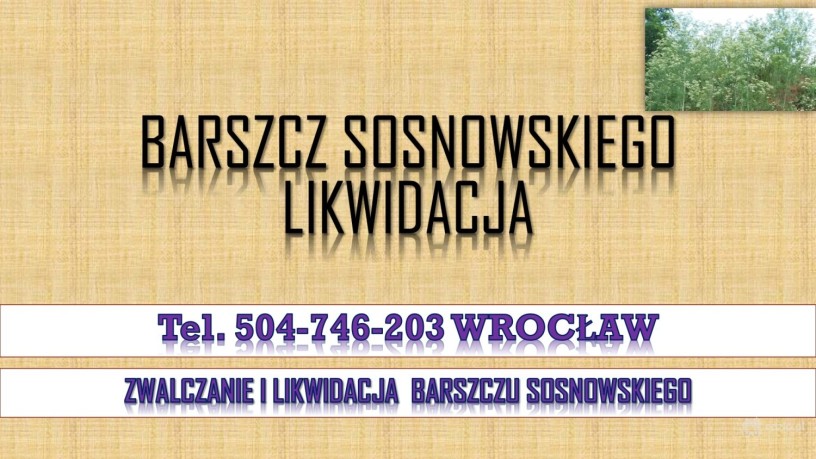 likwidacja-barszczu-sosnowskiego-tel-504-746-203-cennik-usuniecie-big-1