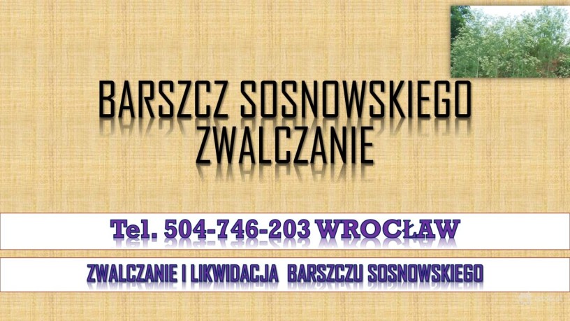 likwidacja-barszczu-sosnowskiego-tel-504-746-203-cennik-usuniecie-big-2