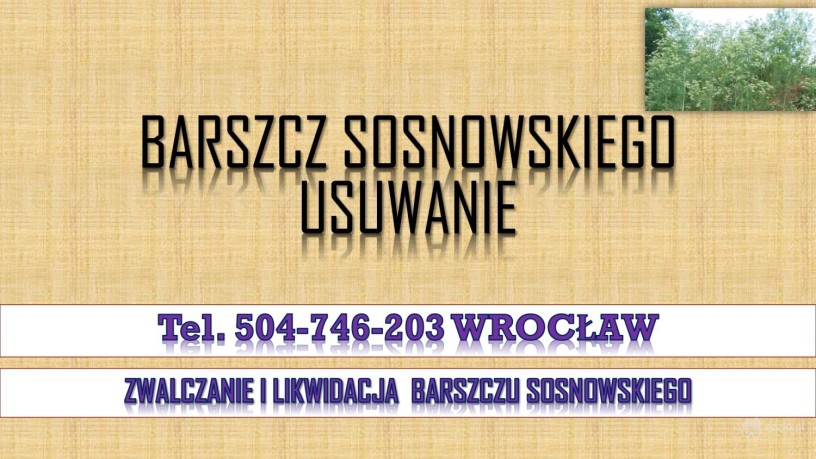likwidacja-barszczu-sosnowskiego-tel-504-746-203-cennik-usuniecie-big-0
