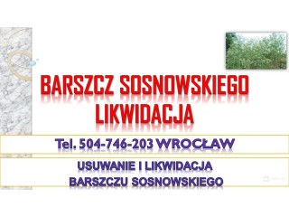 Usuwanie barszczu Sosnowskiego, cena, tel. 504-746-203, likwidacja, zwalczaie