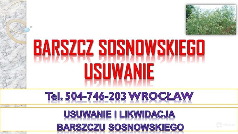 usuwanie-barszczu-sosnowskiego-cena-tel-504-746-203-likwidacja-zwalczaie-big-1