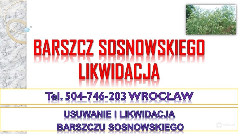 usuwanie-barszczu-sosnowskiego-cena-tel-504-746-203-likwidacja-zwalczaie-big-0