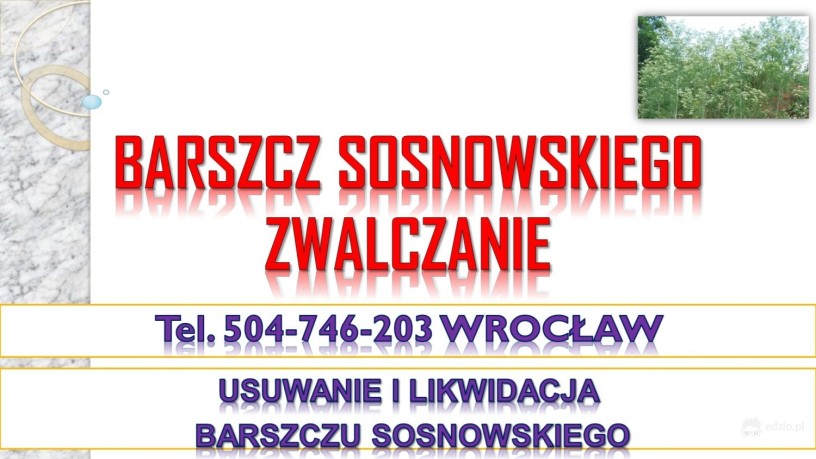 usuwanie-barszczu-sosnowskiego-cena-tel-504-746-203-likwidacja-zwalczaie-big-2