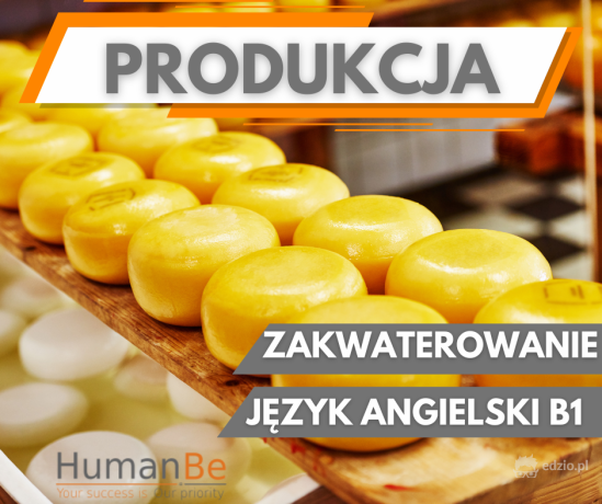 produkcja-sera-od-zaraz-zakwaterowanie-holandia-big-0