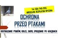 odstraszanie-golebi-wroclaw-tel-504-746-203-ploszenie-ptakow-cena-small-0