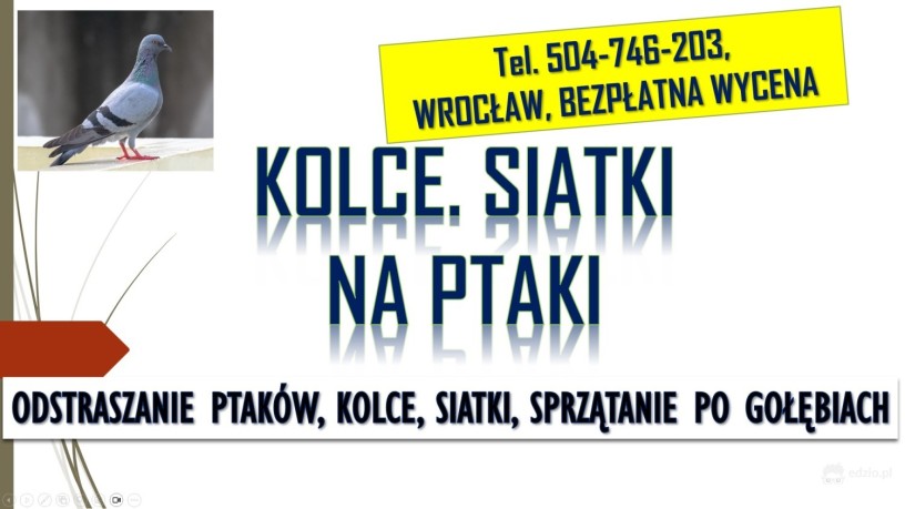 odstraszanie-golebi-wroclaw-tel-504-746-203-ploszenie-ptakow-cena-big-2