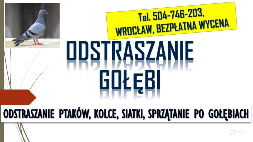 odstraszanie-golebi-wroclaw-tel-504-746-203-ploszenie-ptakow-cena-big-3