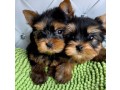 szczenieta-yorkie-do-adopcji-small-0